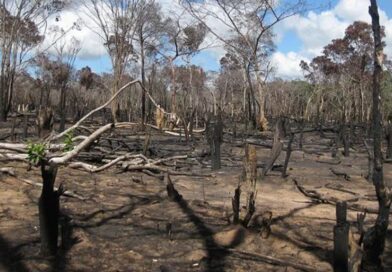 Déforestation, Combustibles fossiles, Gaz à effet de serre, Nucléaire… : L’homme-prédateur s’est ouvert les portes de… l’enfer